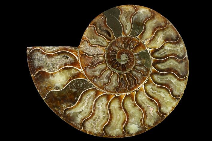 Agatized Ammonite Fossil (Half) - Madagascar #135246